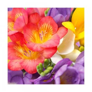 Servetele Lindy Frezii, Dimensiune 33x33 cm, 3 Straturi, 20 Foi/Pachet Servetele Lindy Frezii, Dimensiune 33x33 cm, 3 Straturi, 20 Foi/Pachet