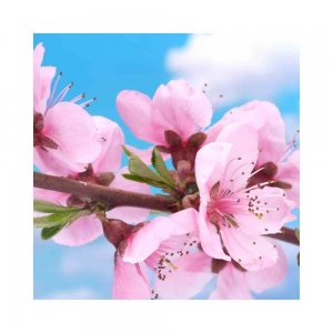 Servetele Lindy Floare de Cires, Dimensiune 33x33 cm, 3 Straturi, 20 Foi/Pachet Servetele Lindy Floare de Cires, Dimensiune 33x33 cm, 3 Straturi, 20 Foi/Pachet