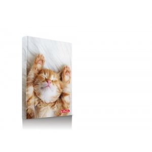 Agenda Nedatata A6 352 Pagini Motiv Kitten Agenda Nedatata A6 352 Pagini Motiv Kitten