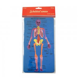 Set Didactic - Sd028 Scheletul Uman
