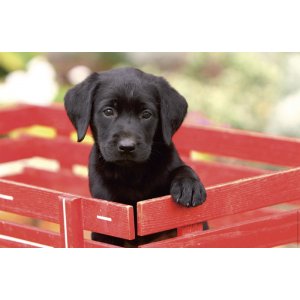 Mapa Birou 44 X 68 Cm, Kangaro - Imagine Catel