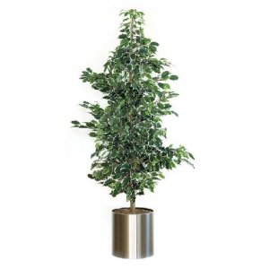 Ficus Din Plastic Si Matase, Inaltime 180cm, Vepa Bins Exotica - Verde Ficus Din Plastic Si Matase, Inaltime 180cm, Vepa Bins Exotica - Verde