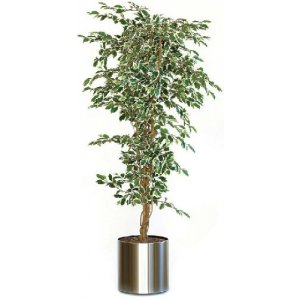 Ficus Din Plastic Si Matase, Inaltime 210cm, Ghiveci Plastic, Vepa Bins Hawai - Verde Ficus Din Plastic Si Matase, Inaltime 210cm, Ghiveci Plastic, Vepa Bins Hawai - Verde